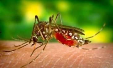 欧美的蚊子视频,近距离观察吸血魔王的日常生活