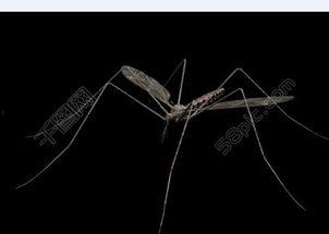 欧美的蚊子视频,近距离观察吸血魔王的日常生活