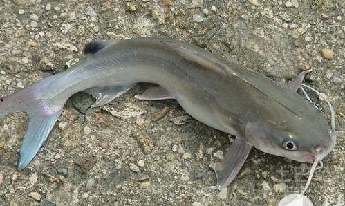 欧美鲶鱼养殖方法视频,视频解析养殖方法与技巧