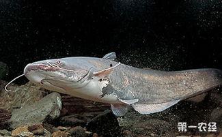 欧美鲶鱼养殖方法视频,视频解析养殖方法与技巧