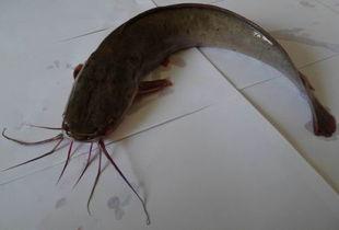 欧美鲶鱼养殖方法视频,视频解析养殖方法与技巧