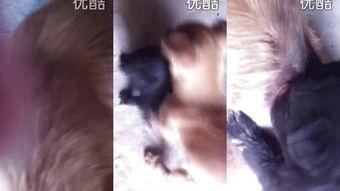 欧美人犬交视频,揭秘人犬情感交融瞬间