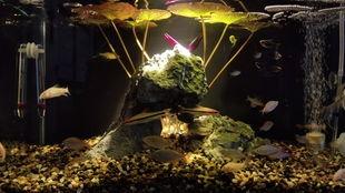 欧美护栏鱼缸造景视频,探索护栏鱼缸的无限魅力