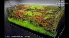 欧美护栏鱼缸造景视频,探索护栏鱼缸的无限魅力