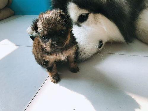 欧美温柔小奶狗视频,治愈系视频带你领略温柔魅力