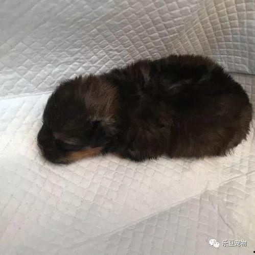 欧美温柔小奶狗视频,治愈系视频带你领略温柔魅力