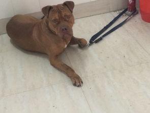 欧美狗狗霸气视频网站,揭秘狗狗界的“王者风范”