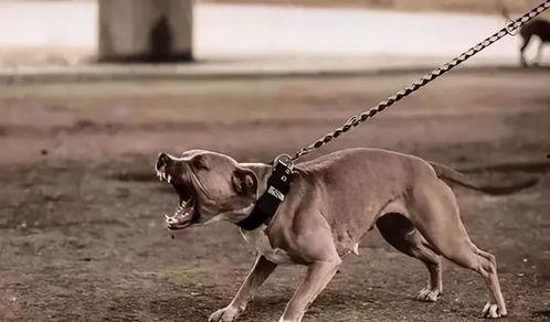 欧美狗狗霸气视频网站,揭秘狗狗界的“王者风范”