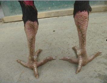 欧美人骨架更大吗视频,揭秘骨骼差异背后的科学奥秘