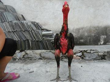 欧美人骨架更大吗视频,揭秘骨骼差异背后的科学奥秘