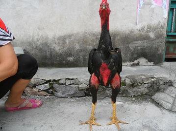 欧美人骨架更大吗视频,揭秘骨骼差异背后的科学奥秘